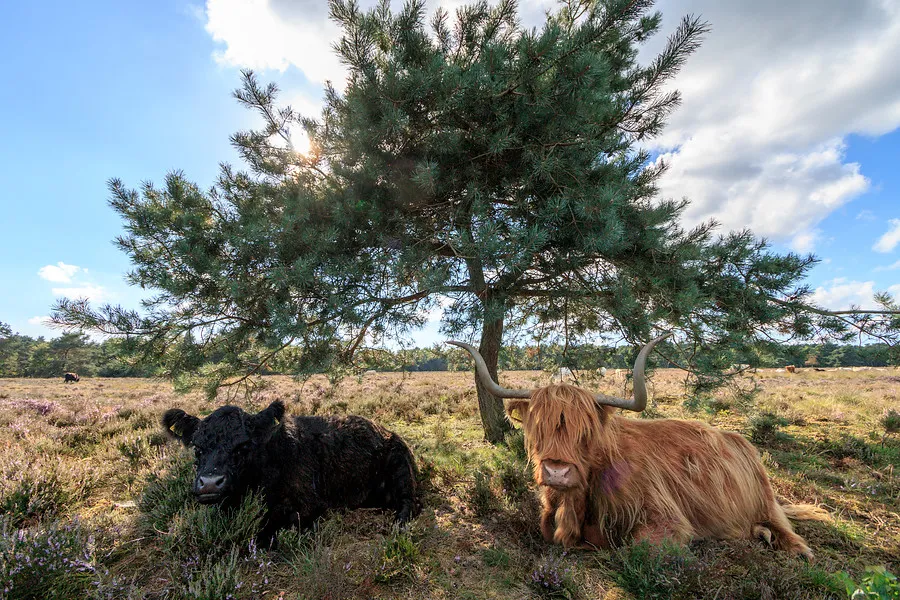 De grasmaaiers van de Veluwe!