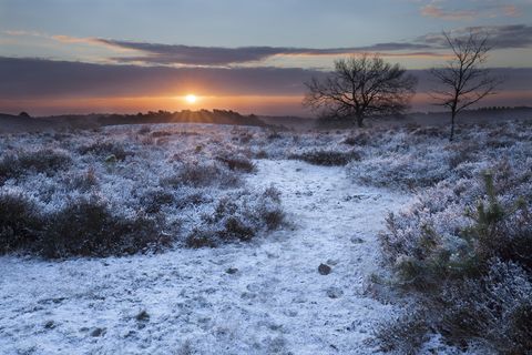 The beautiful Winter landscape of the veluwe, close to our beautiful 8 person houses.