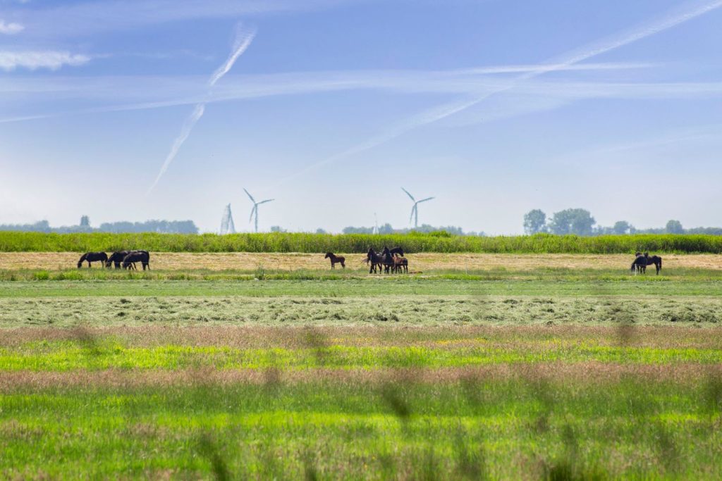 Een prachtige groep paarden, soms te zien vanaf de gezellige veranda in de achtertuin van dit grote vakantiehuis.